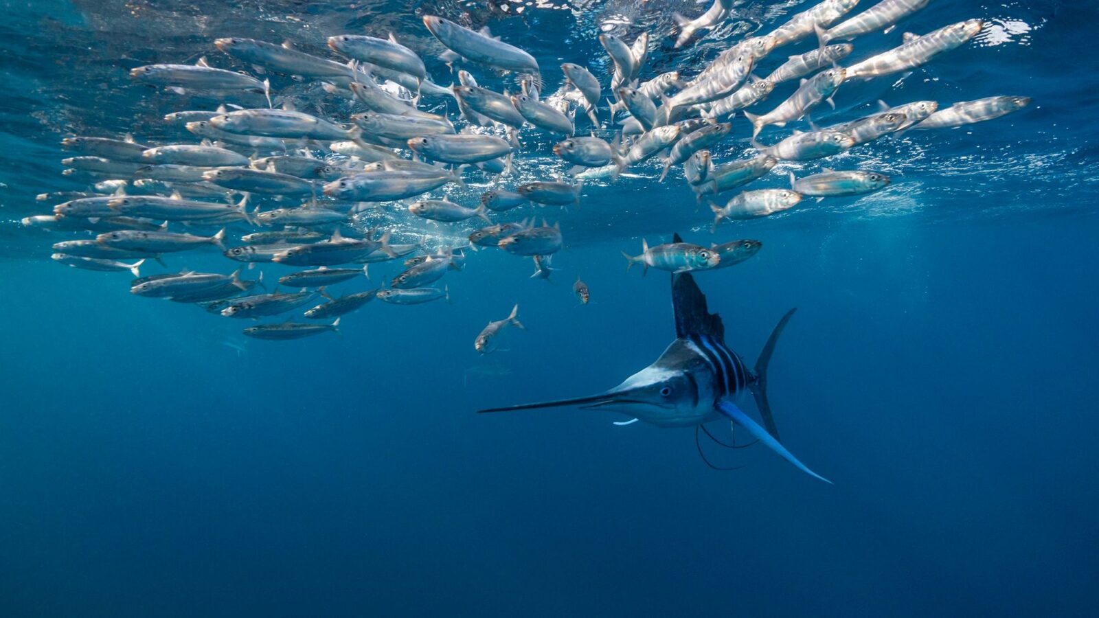 Medicina: Un marlin atravesó garganta y cráneo