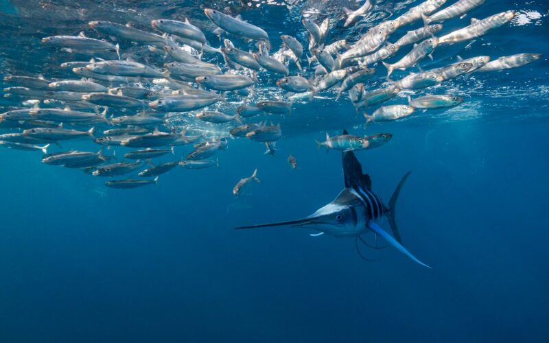 Medicina: Un marlin atravesó garganta y cráneo