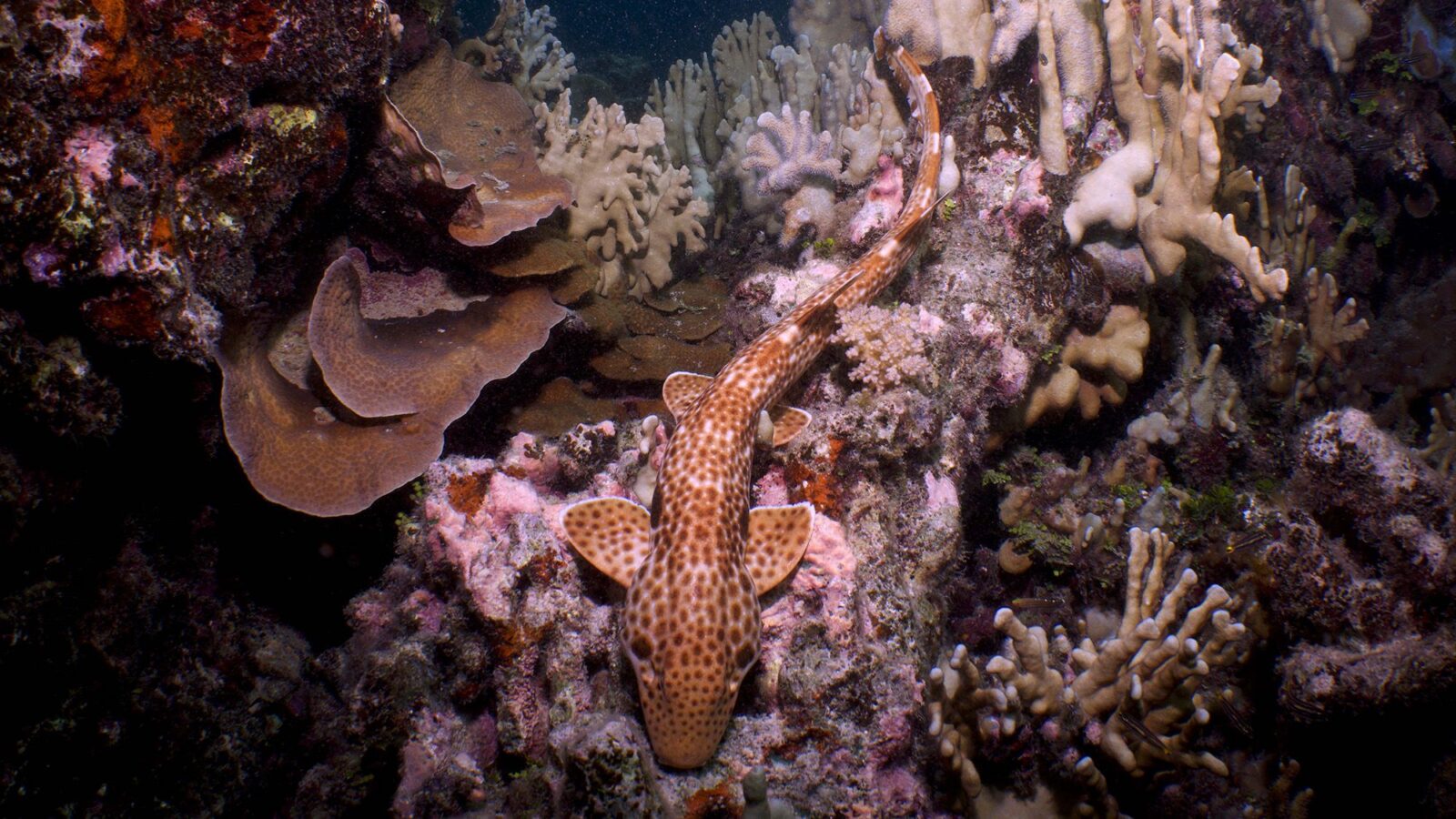 Biología marina: Hallan un tiburón que «camina» en arrecifes