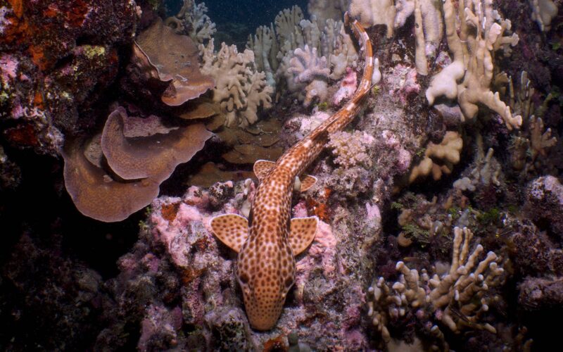 Biología marina: Hallan un tiburón que «camina» en arrecifes