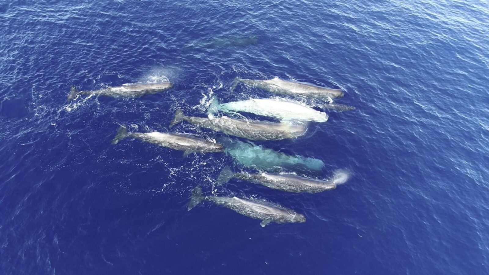 Biología marina: Cachalotes con dos dialectos en el Mediterráneo