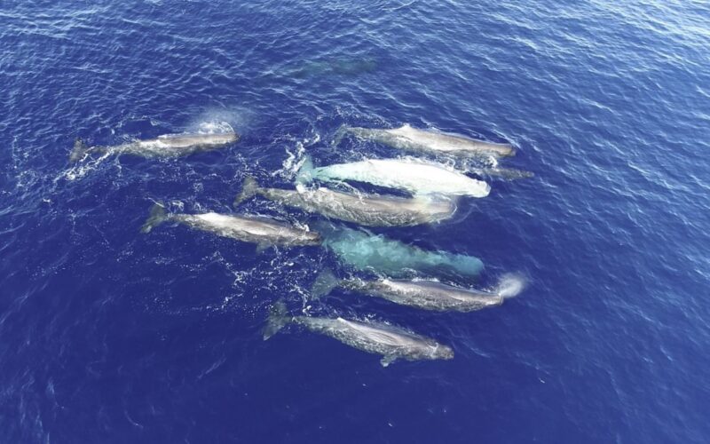 Biología marina: Cachalotes con dos dialectos en el Mediterráneo