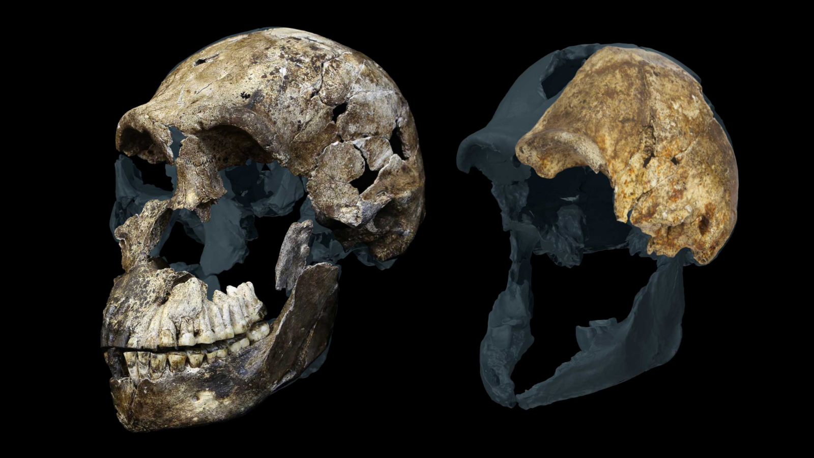 Paleo: Homo naledi, sin machos detectados