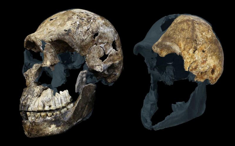 Paleo: Homo naledi, sin machos detectados