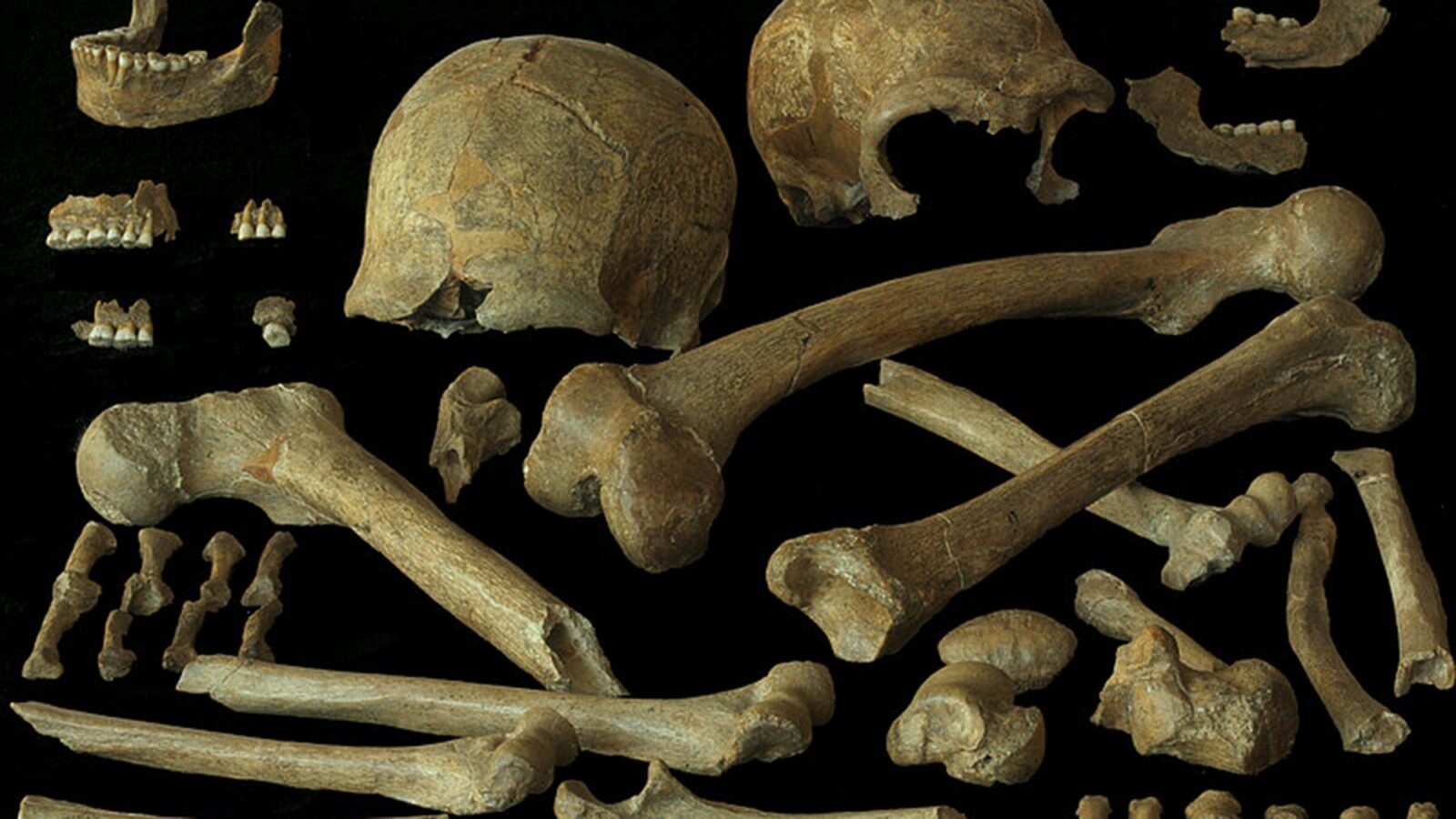 Genética: Neandertales tardíos con menos endogamia