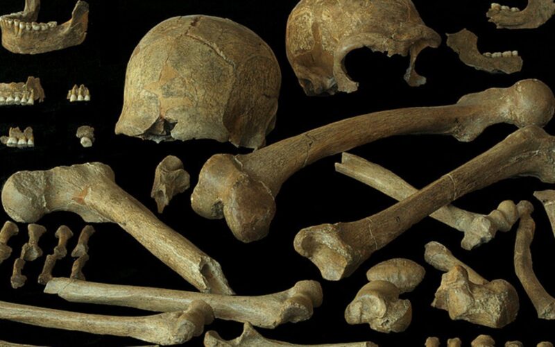 Genética: Neandertales tardíos con menos endogamia