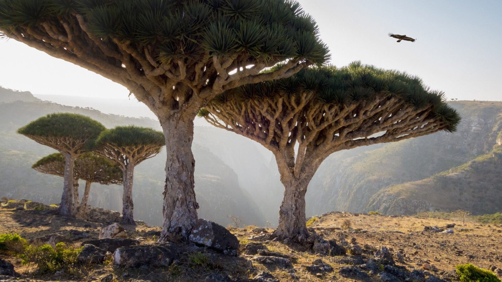 Ecología: Socotra, islas con especies únicas
