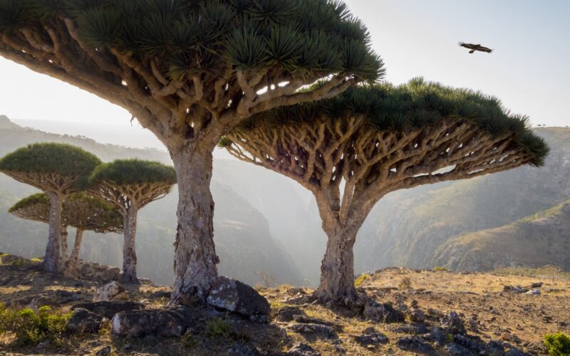 Ecología: Socotra, islas con especies únicas