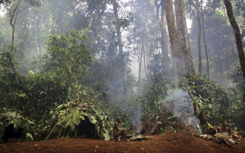 Evolución humana: Homo sapiens bajo la selva