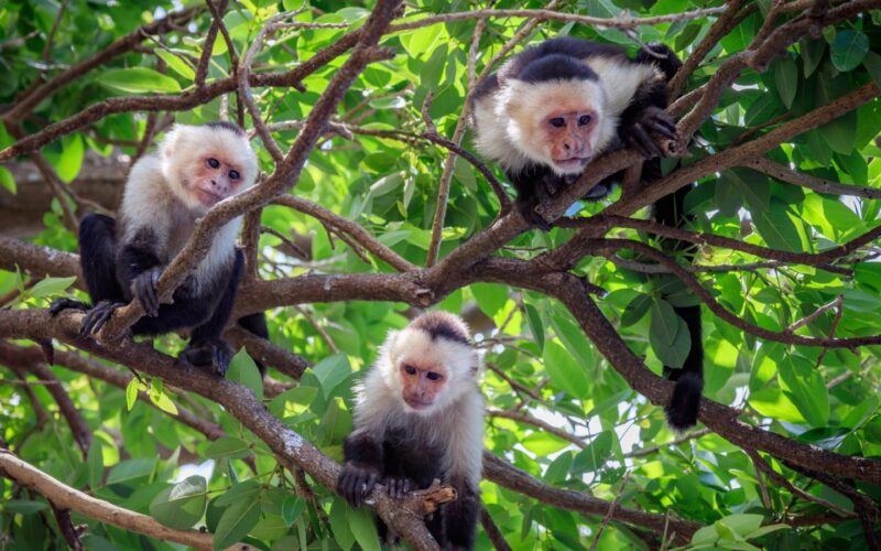 Clima: Los capuchinos cambian bajo sequías extremas