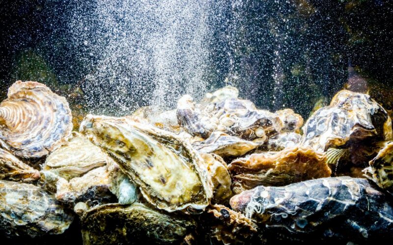 Espacio: Ostras como filtros de agua para astronautas