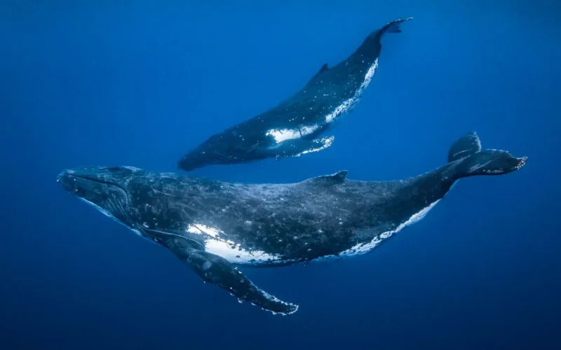Biología marina: Jorobadas cazan juntas en el fondo