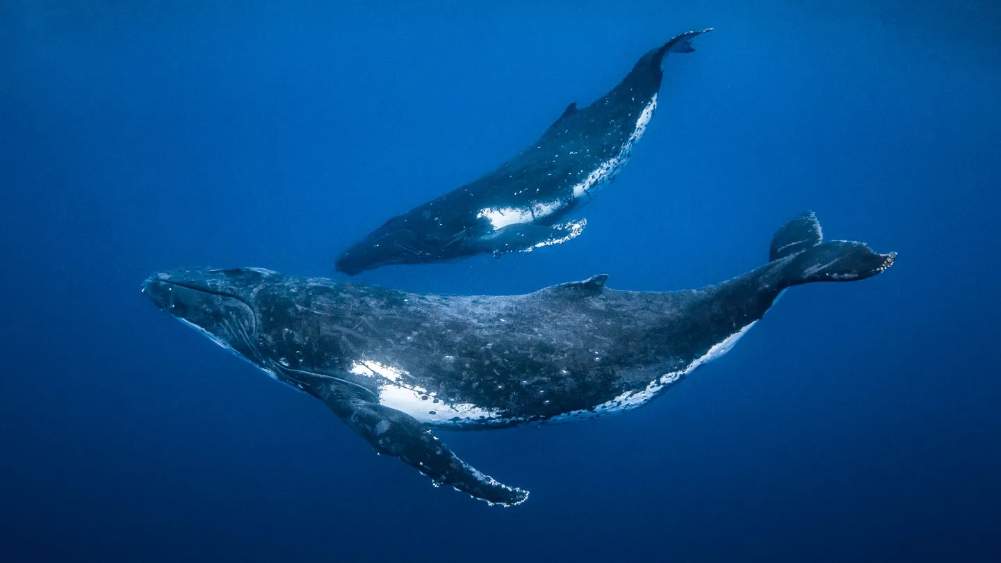 Biología marina: Jorobadas cazan juntas en el fondo