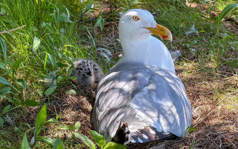 Ecología: Plumaje juvenil contra ataques adultos