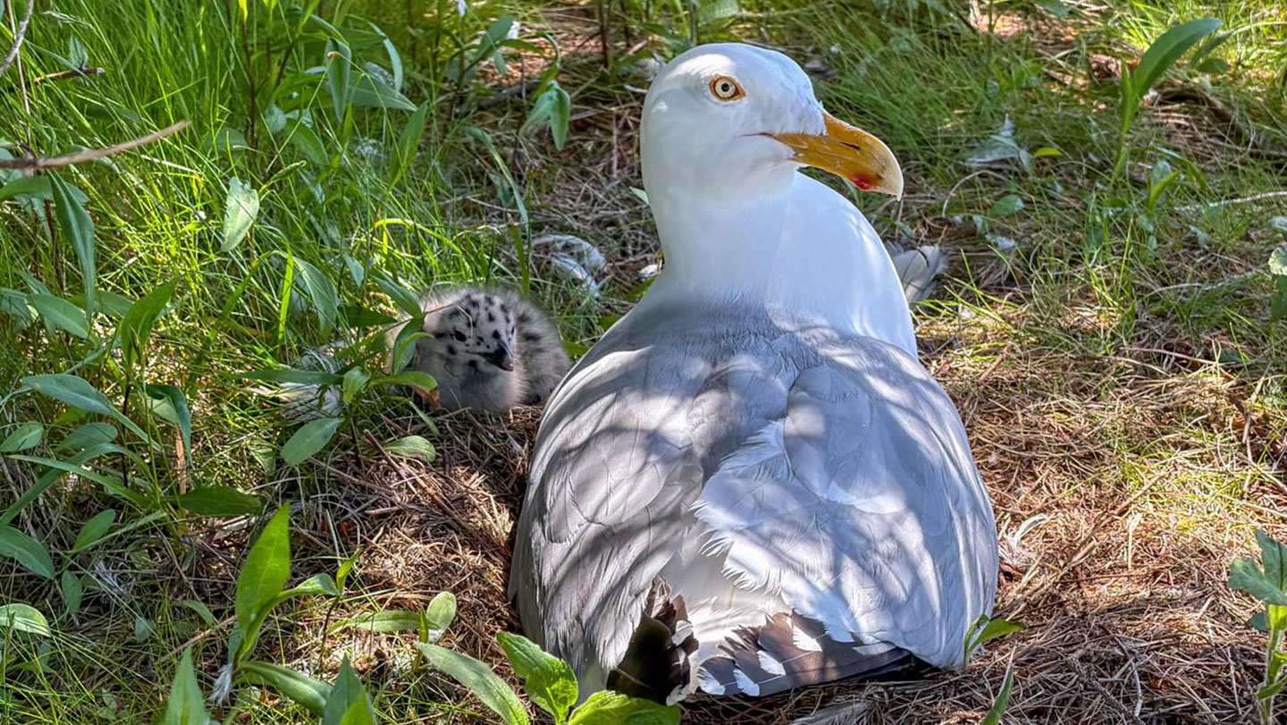 Ecología: Plumaje juvenil contra ataques adultos