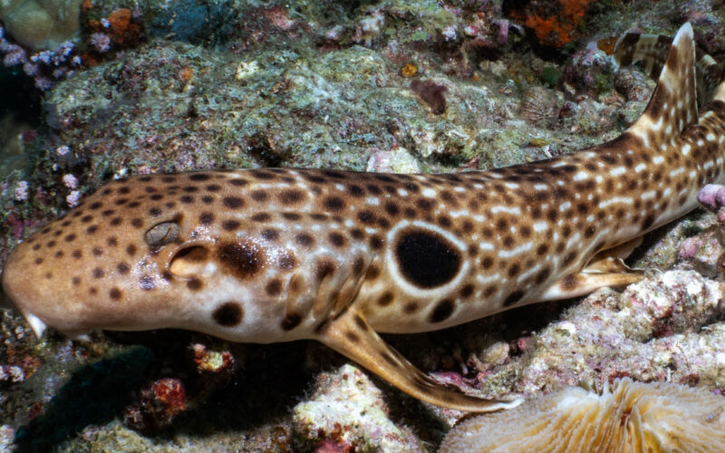 Biología marina: Nuevo tiburón caminante en Papúa Nueva Guinea