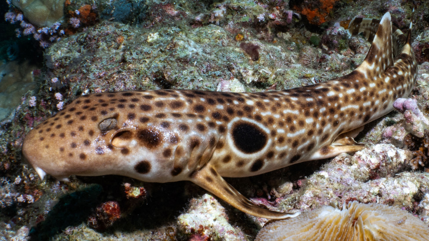 Biología marina: Nuevo tiburón caminante en Papúa Nueva Guinea
