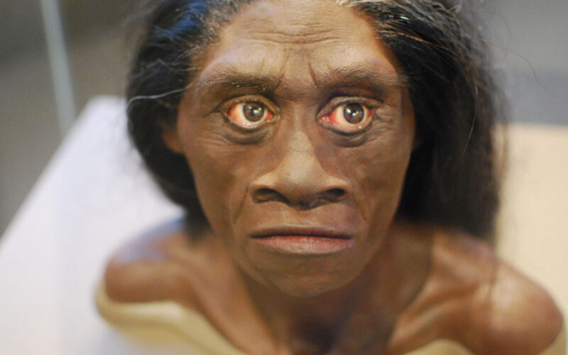 Paleo: Los «hobbits» quizá carroñearon dragones