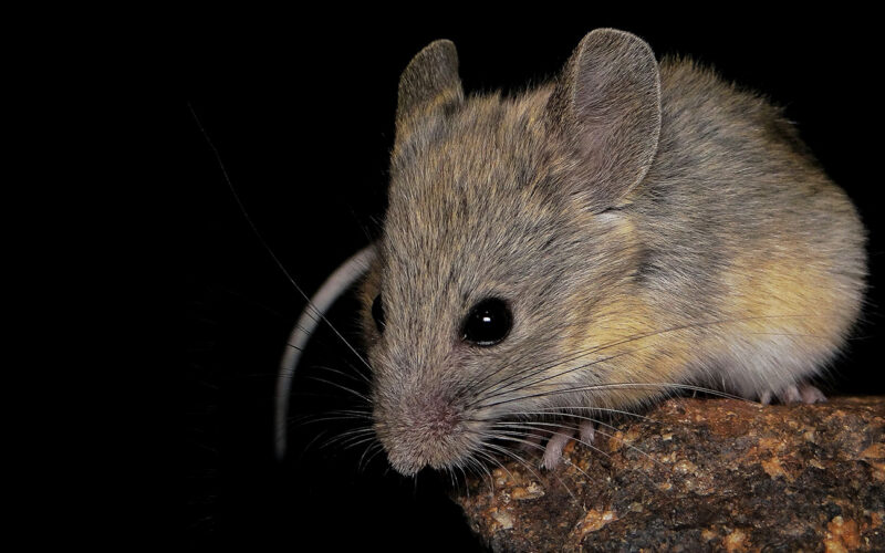 Biología: Un ratón que aguanta la cumbre