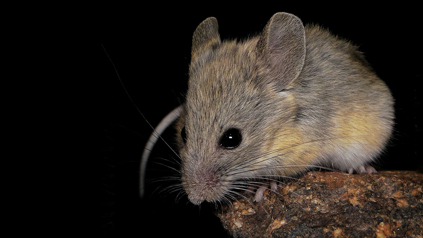 Biología: Un ratón que aguanta la cumbre