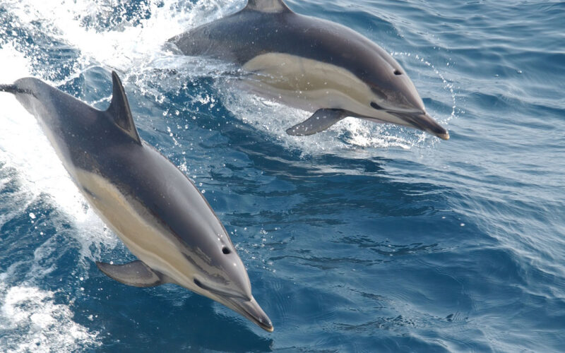 Contaminación: PFAS y metales podrían acelerar el envejecimiento de delfines