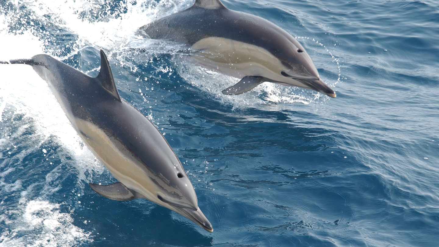 Contaminación: PFAS y metales podrían acelerar el envejecimiento de delfines