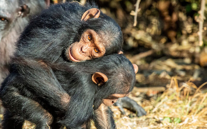 Animales: Los abrazos que evitan peleas