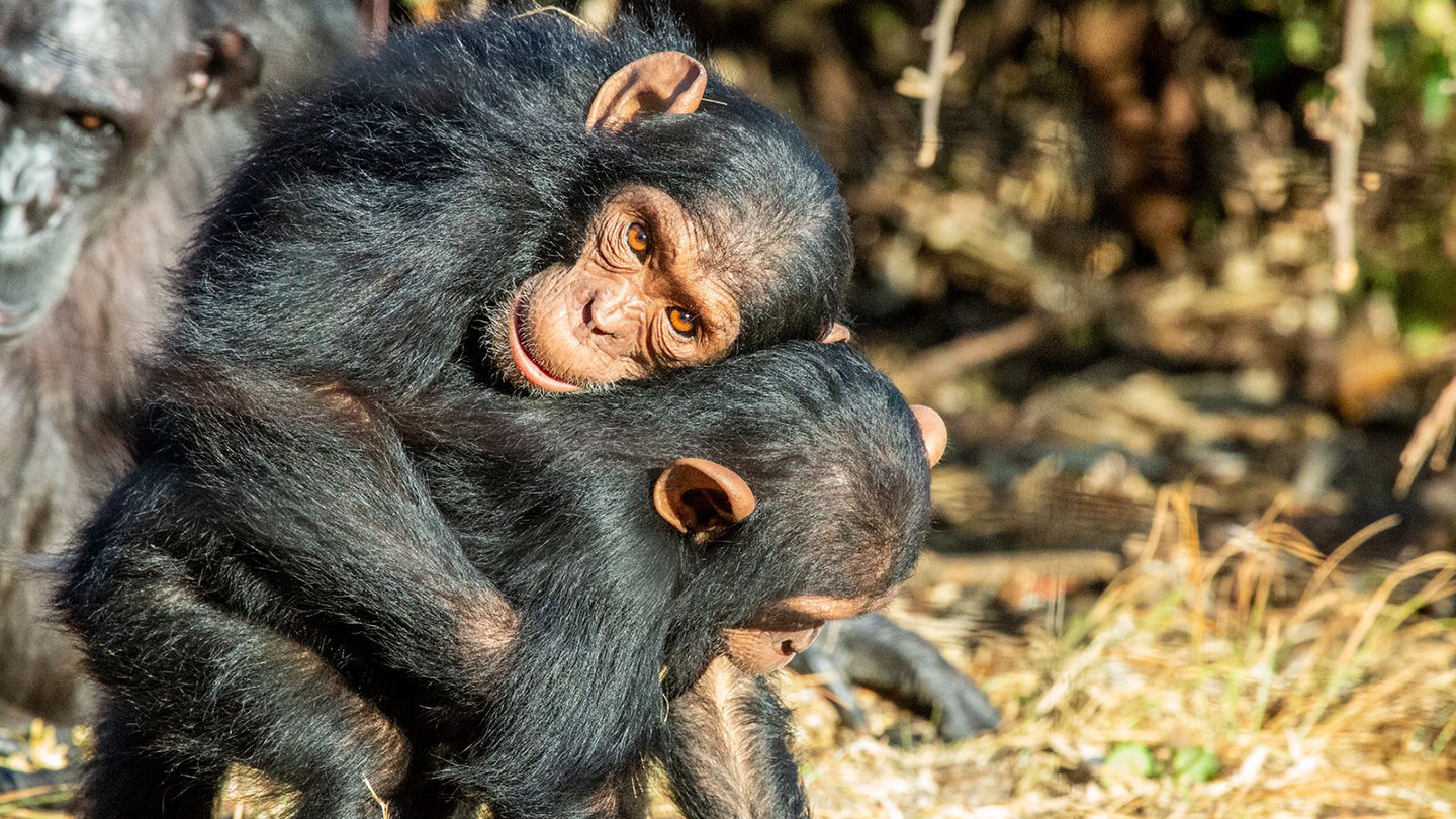 Animales: Los abrazos que evitan peleas