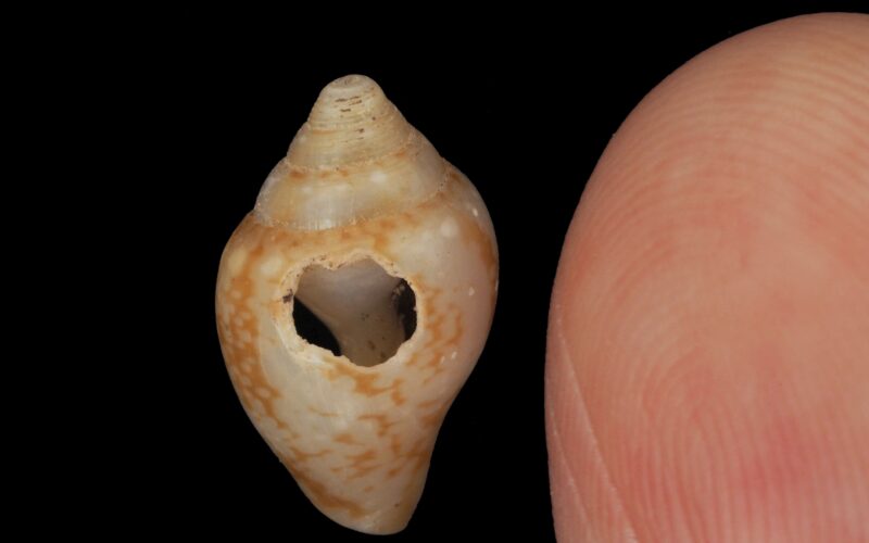 Paleontología: culturas parecidas en una cueva turca