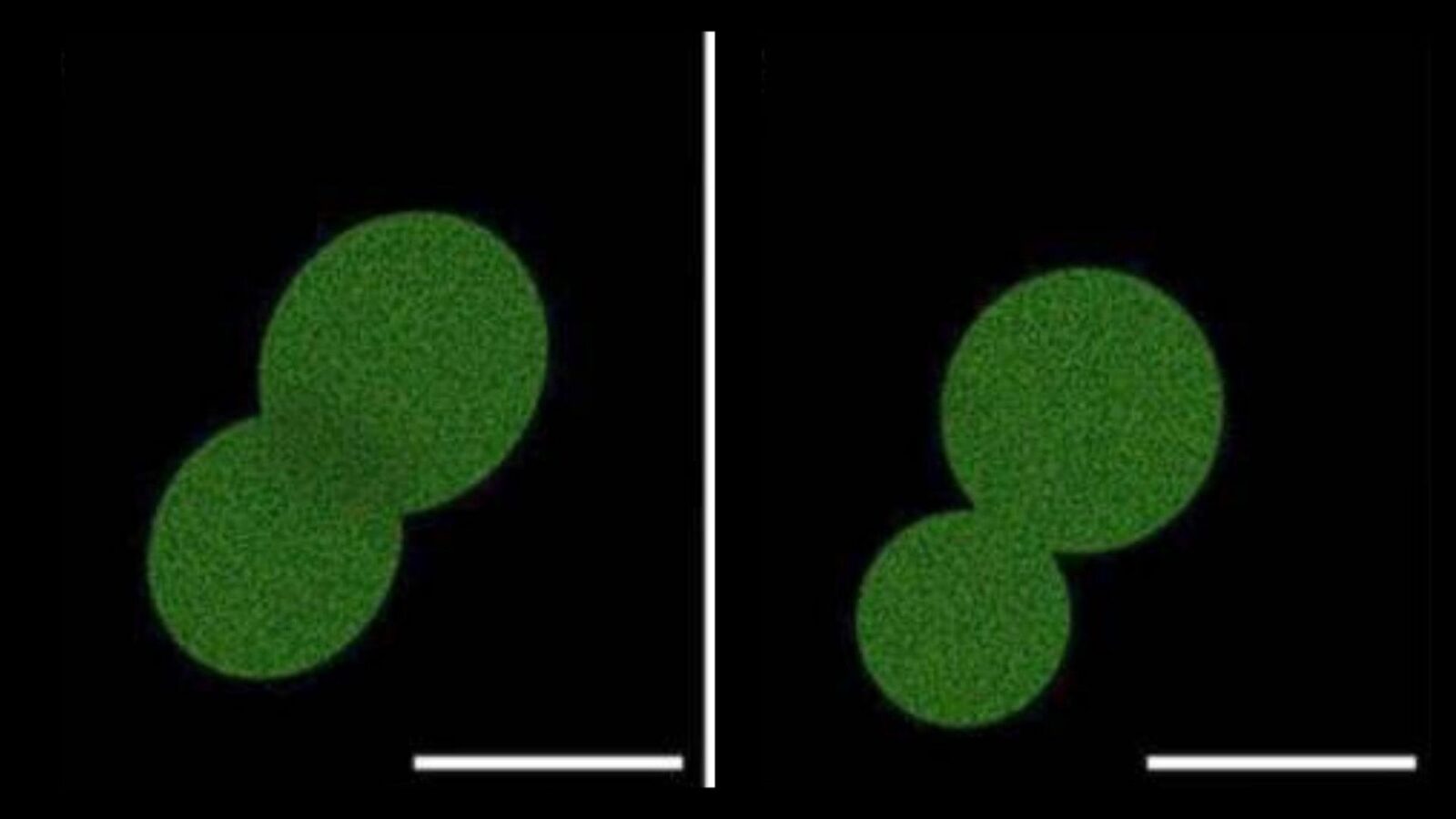 Biología: SpudCell crece y se divide en laboratorio