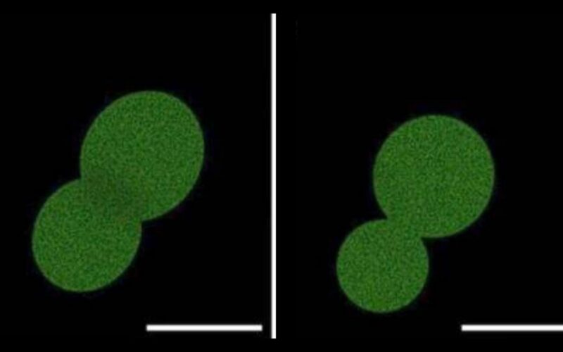 Biología: SpudCell crece y se divide en laboratorio