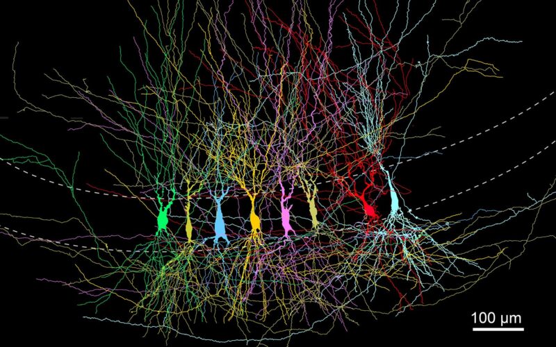 Neuro: Por qué casi no recuerdas la infancia