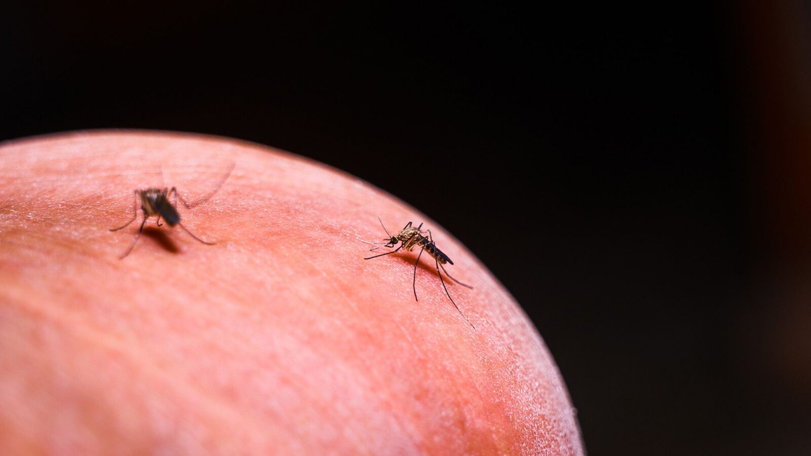 Salud: La malaria volvió al borde del bosque