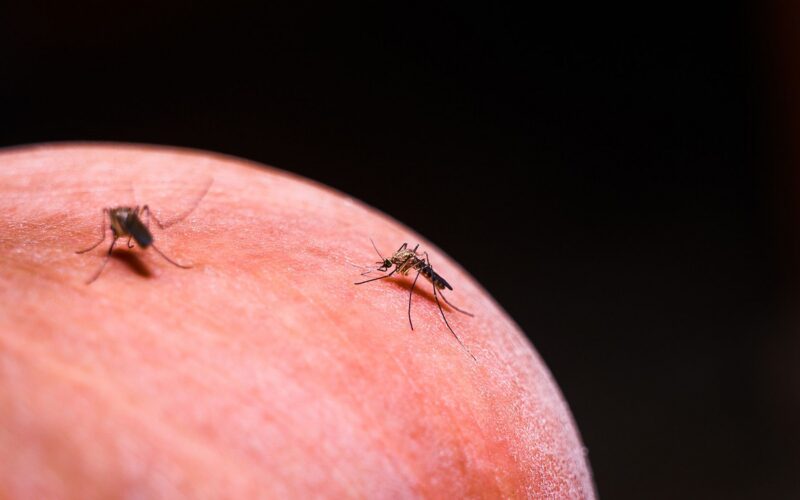 Salud: La malaria volvió al borde del bosque
