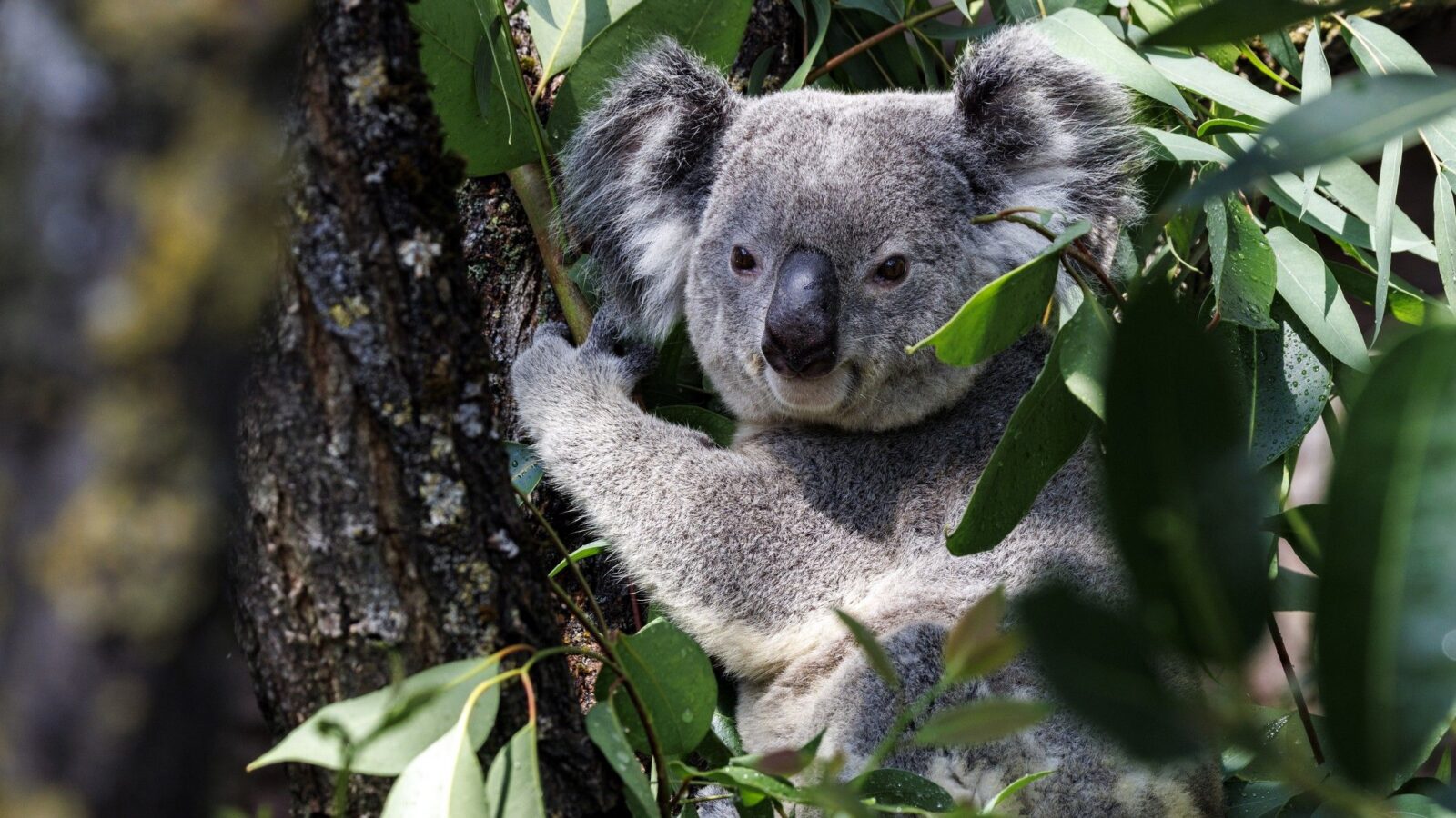 Genética: Congelan células sexuales de koalas