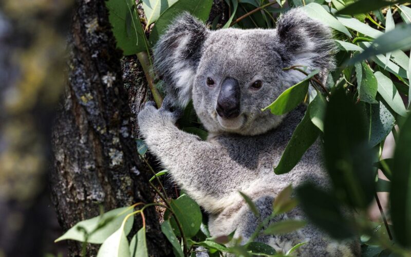 Genética: Congelan células sexuales de koalas