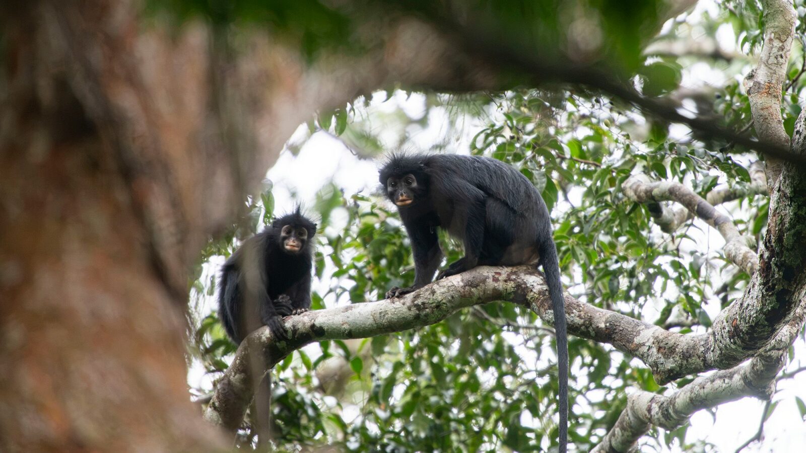 Biología: Nuevo colobo de labios naranja en Congo