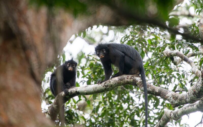 Biología: Nuevo colobo de labios naranja en Congo