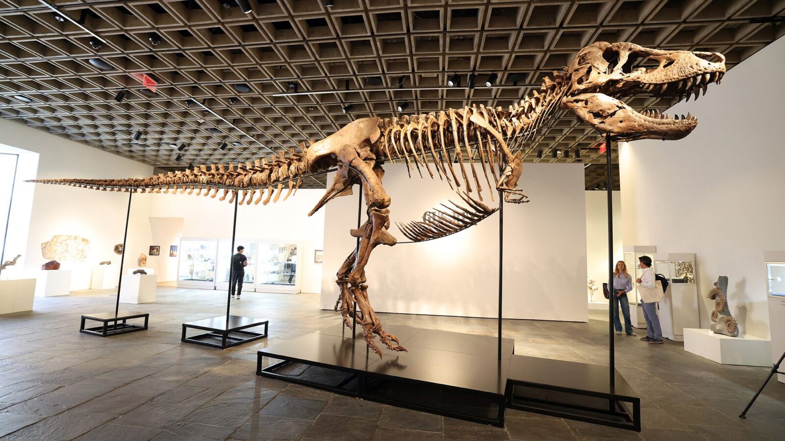 Paleo: Gus, el T. rex de $50 millones