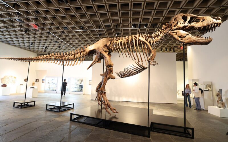 Paleo: Gus, el T. rex de $50 millones