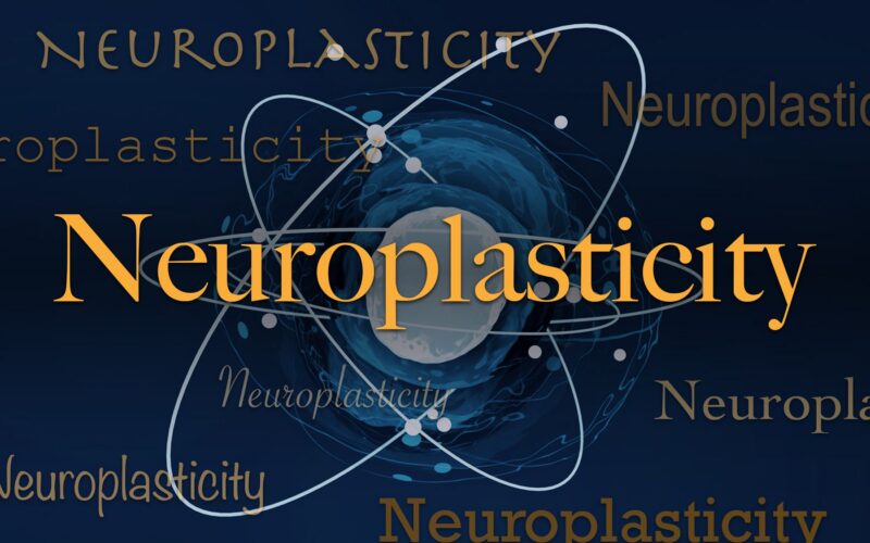 Neurociencia: Neuroplasticidad, la adaptación del cerebro