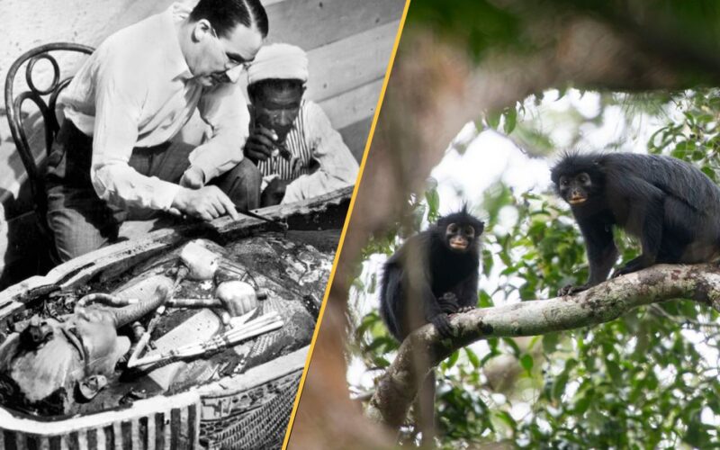 Biología: Nuevo mono con labios naranjas en Congo