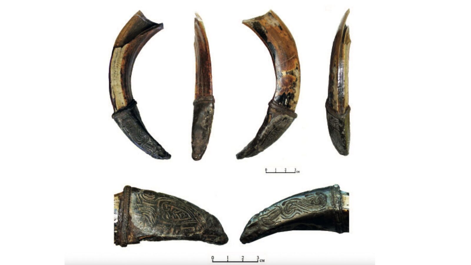 Arqueología: Un colmillo de jabalí como amuleto