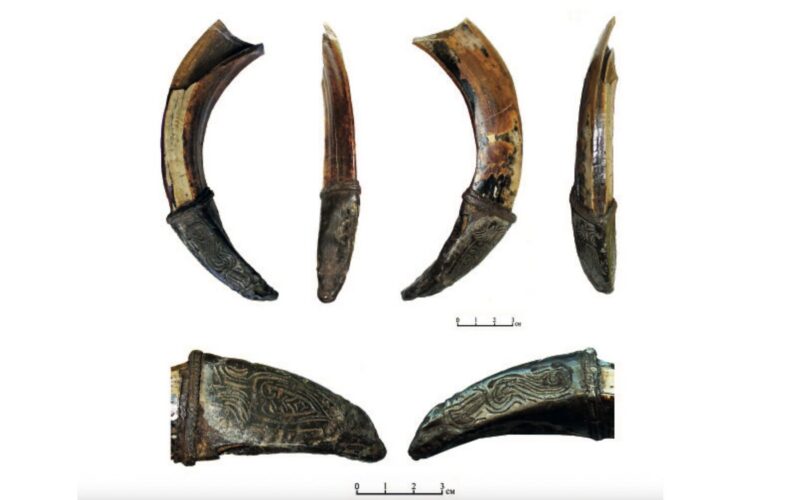 Arqueología: Un colmillo de jabalí como amuleto