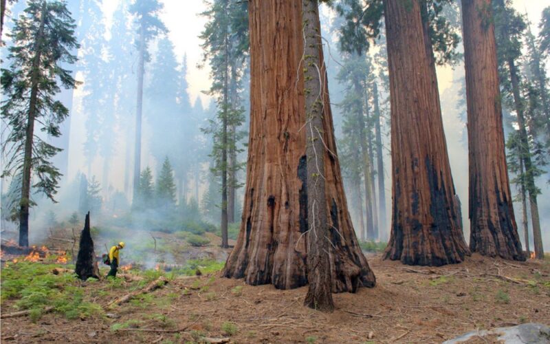 Ecología: Quemar a tiempo salva secuoyas gigantes
