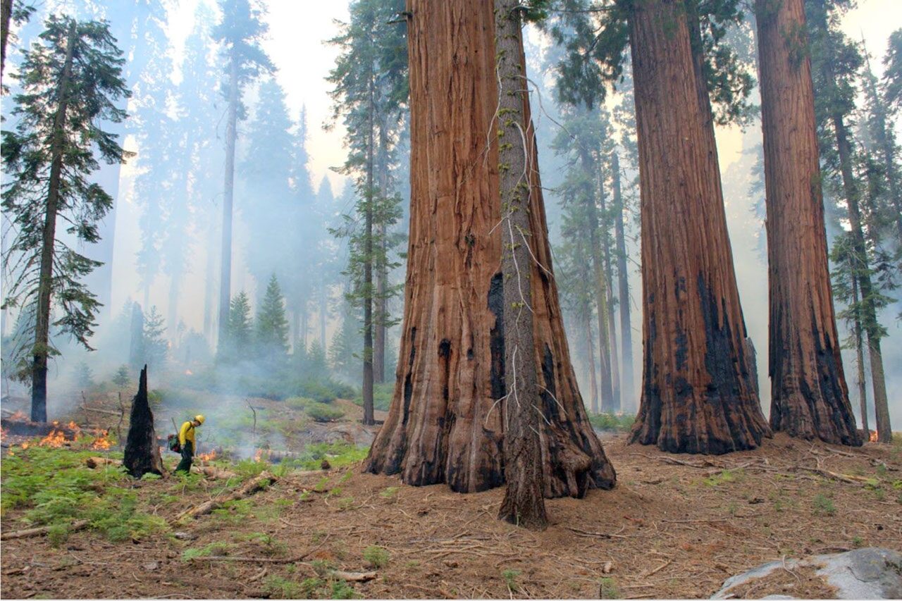 Ecología: Quemar a tiempo salva secuoyas gigantes