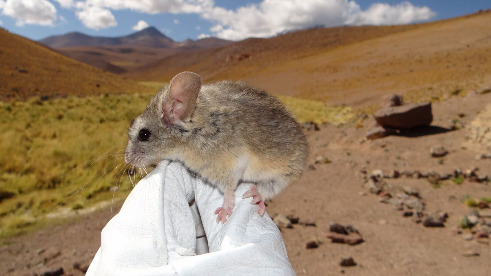 Biología: Ratones que sobreviven en volcanes helados