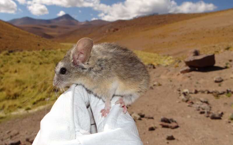 Biología: Ratones que sobreviven en volcanes helados