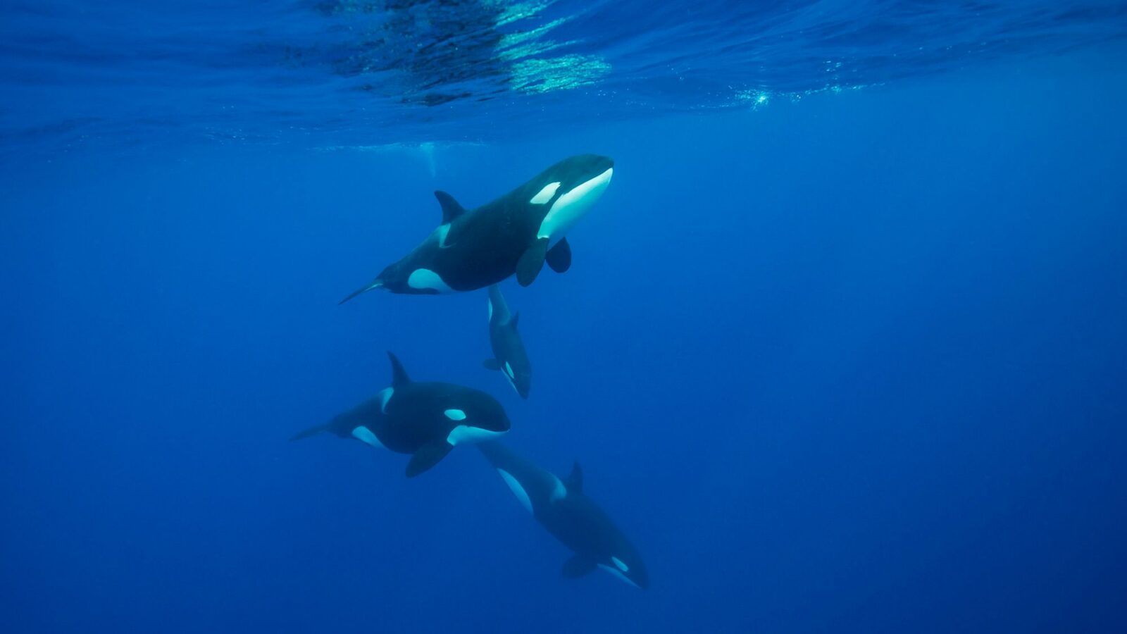 Biología marina: Orcas rompen peces luna a golpes