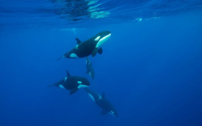 Biología marina: Orcas rompen peces luna a golpes